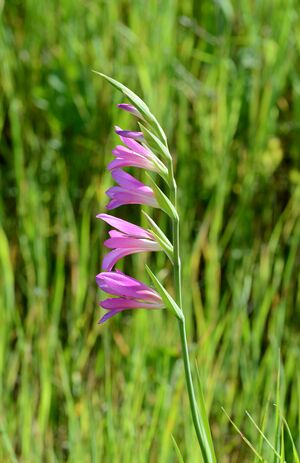 Gladiolussu