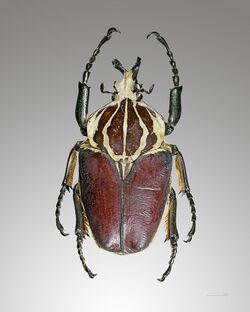 Goliathus goliatus dos.jpg