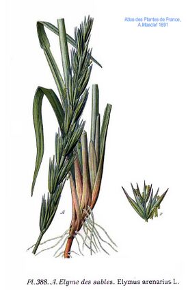 388 Elymus arenarius L.jpg