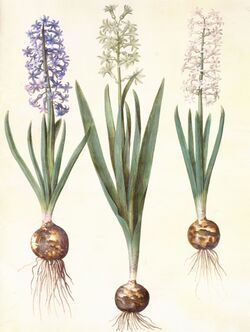 Gc20 hyacinthos orientalis.jpg
