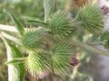 Arctium minus