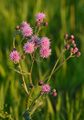 (Cirsium arvense)