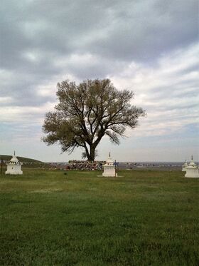 Lone Poplar4.jpg