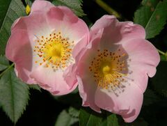 Rosa canina flower Luc Viatour.JPG