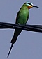 Blue cheeked bee eater.jpg