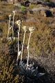 (Helichrysum arnicoides)