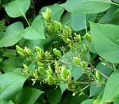 Syringa vulgaris1 ies.jpg