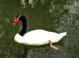 Хура мӑйлӑ акӑш