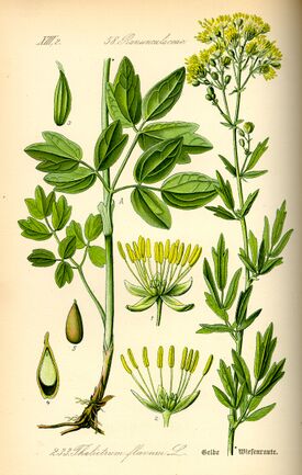 Illustration Thalictrum flavum0.jpg