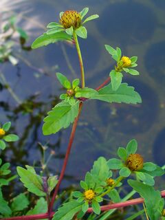 Bidens tripartita 003.jpg