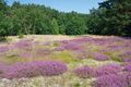 Урядыця куракшонь пакся (Calluna vulgaris)