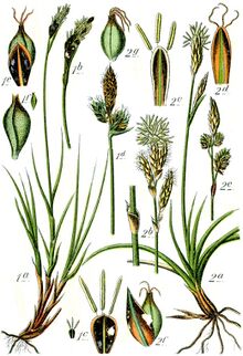 Carex spp Sturm50.jpg