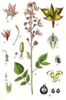 Dictamnus albus Sturm16.jpg