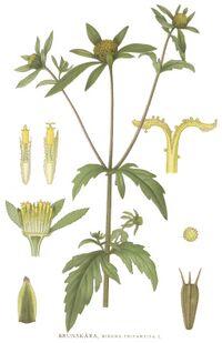 Bidens tripartita.jpg