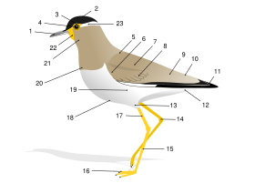Birdmorphology.svg