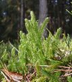 Чова верьгизпильгине тикше (Lycopódium clavátum)