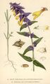 Melampyrum nemorosum.jpg