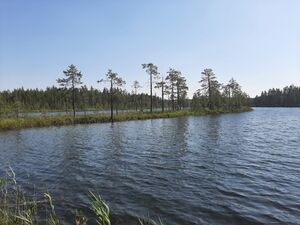 Louhijärvi
