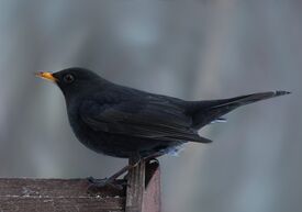 Чёрный дрозд (Turdus merula, mas), Битцевский лес.jpg