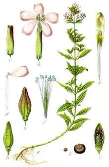 Caryophyllaceae sp Sturm25.jpg