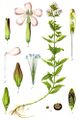 Ботаникань артовкс (Saponaria officinalis) Якоб Штурманонь книгасто: «Deutschlands Flora in Abbildungen», 1796
