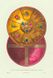 Drevnosti RG v2 ill011 - Monomakh's Cap of second order - top.jpg