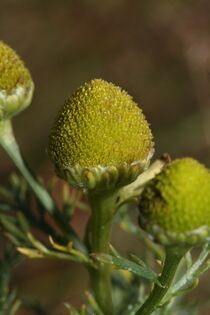 Matricaria discoidea 2630.JPG