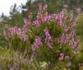 Урядыця куракш (Calluna vulgaris)