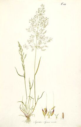 Icones et descriptiones Graminum austriacorum