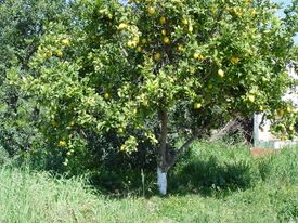 Limon