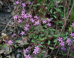 Saponaria ocymoides 1.jpg