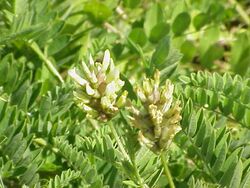 Astragalus cicer1.jpg