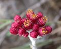 (Helichrysum sanguineum)