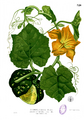 Ботаникань артовкс Покш марь дурак куяронть. Франсиско Мануэля Бланко «Flora de Filipinas» книгазо, 1880—1883