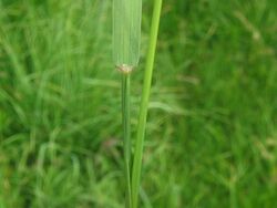 Agrostis stolonifera blatt.jpeg