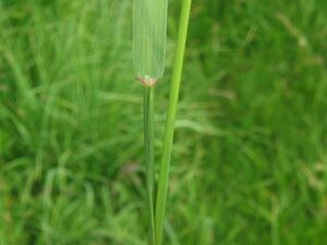 Agrostis stolonifera blatt.jpeg