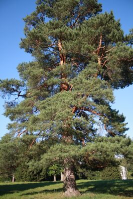 Pinus sylvestris blue.jpg