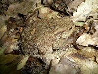 Bufo bufo 2009 G1.jpg