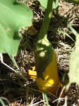 Starr 070207-4280 Solanum melongena.jpg