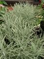 (Helichrysum heliotropifolium)