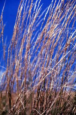 Green Needle Grass.jpg