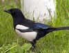 Sroka Pica Pica II.jpg