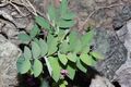 Лопат (Vicia americana)