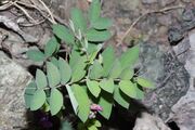 Vicia americana 5294.JPG