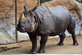 Sa-indianrhino-2.jpg