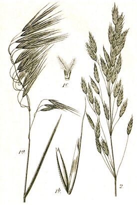 Bromus spp Sturm48.jpg