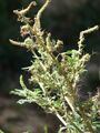 Amaranthus spinosus