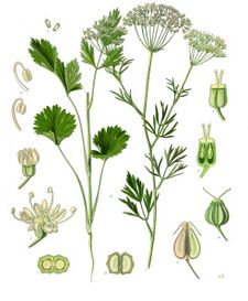 Pimpinella anisum - Köhler–s Medizinal-Pflanzen-240.jpg