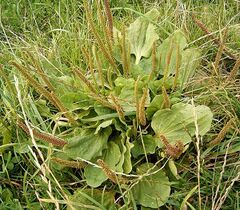 Plantago major 02 ies.jpg