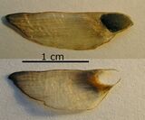 Dseed pinus sylvestris 3 beentree.jpg